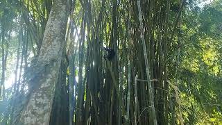 Hoolock Gibbon Territory in Barekuri village Tinsukia Assam Travel Diaries [upl. by Samuella]