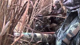 BC Wetlands Greenheads PT1 Seg 1 [upl. by Cirdahc]