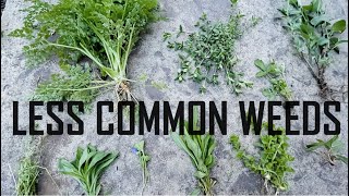 Identifying Less Common Weeds  Weed Identification [upl. by Nirrok]