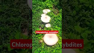 Chlorophyllum molybdites [upl. by Felix]