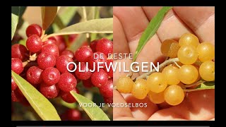 De beste olijfwilg soorten voor je voedselbos of permacultuur tuin [upl. by Benito]