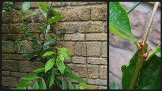 Growing Persimmons in the UK  Update on my new February additions [upl. by Octavius]