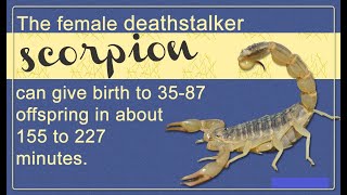 Facts About the Deathstalker Scorpion [upl. by Adnohsirk]