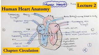 human heart Structure and Function  Chapter Circulation Video  2 [upl. by Imhskal752]