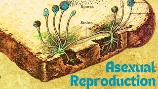 Asexual Reproduction Binary fission Sporulation amp Budding [upl. by Ramah667]