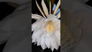 The real Brahma Kamal is Saussurea Obvallata which grows in the Himalayas shortsfeed ytshorts [upl. by Spieler]