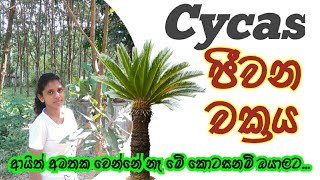 Cycas ජීවන චක්‍රය සරලව sl learning with මැන්ඩිmandi [upl. by Essej893]