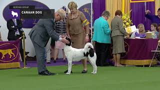 Canaan Dogs  Breed Judging 2019 [upl. by Vanessa]