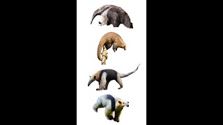 4 Species of Anteater  Anteater Species [upl. by Boar995]