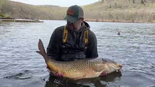 40lb Carp Release [upl. by Yelserp]