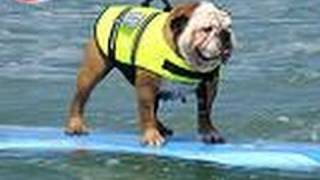 Best of 2010 Helen Woodward Surf Dog Surfing Contest [upl. by Nodearb]