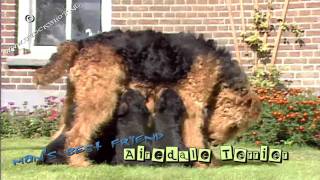 Airedale Terrier 01  puppy love [upl. by Lorianna669]