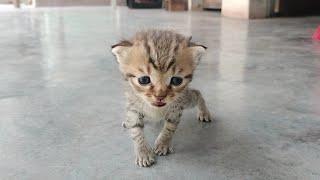 Cutest Newborn Baby kitten meowing trying to Walk [upl. by Ettenoitna]