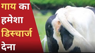 गाय का हमेशा डिस्चार्ज देना  Vaginal Discharge in Cow [upl. by Meador203]