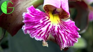 Cattleya schilleriana • Catasetum roots dry and wet • Orchid collection update 4 May 2019 [upl. by Yerffeg790]