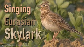 Skylark Song  Feldlerche Gesang [upl. by Eioj]