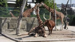 ロスチャイルドキリンを舐めるアンコール牛 1 Ankole Longhorn licking a Rothschild giraffe 2019 0516 [upl. by Lennard]