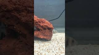 keeping frontosa cichlids aquarium short [upl. by Khoury]