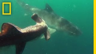 Tiger Shark vs Hammerhead Shark  National Geographic [upl. by Johannessen609]