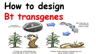 How to design Bt transgenes [upl. by Waxler627]