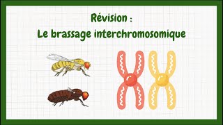 Term  Brassage interchromosomique [upl. by Fotzsyzrk549]