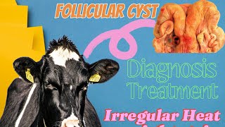 Follicular Cyst In Cattle  Follicular Cyst In Cow  Follicular Cyst kiya hota hy [upl. by Sandye755]