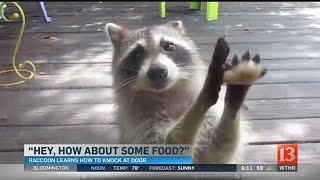 WATCH Greedy raccoon steals cat food knocks on door demanding more [upl. by Asikal965]