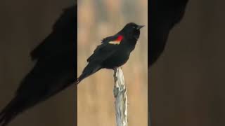 The RedWinged Blackbird’s Iconic Song [upl. by Nellad782]