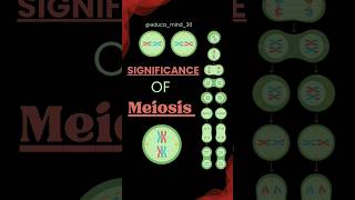 Significance of Meiosis class 11 mitosis class11cellcycleandcelldivision biologydiagrams neet [upl. by Alpers]