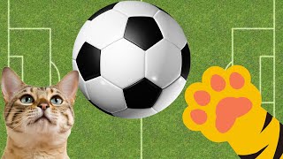 JUEGO PARA GATOS  PON A PRUEBA A TU GATO ATRAPANDO ESTE BALON [upl. by Eizus]