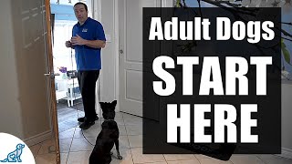 The First Steps For Training Your RescueRehomedAdult Dog [upl. by Atsev412]