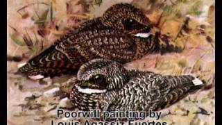 Common Poorwill song [upl. by Enogitna523]