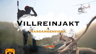 Villreinjakt på Hardangervidda 4k l Hardangervidda reindeer hunt l Jegerkaran [upl. by Leonardi736]