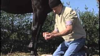 When amp How to Use Cool Cast Bandages for Horse Leg Inflamation Swelling Tenderness [upl. by Rucker]