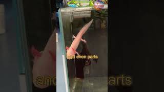 Meet the Axolotl The Adorable Salamander with Superpowers 美西螈shorts uniquefinds [upl. by Tor]