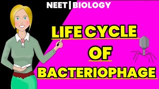 life cycle of bacteriophage lytic cycle  lysogenic cycle  Educational info [upl. by Anoved]