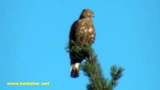 Halcón abejero  Pernis apivorus  Honey Buzzard [upl. by Winebaum37]