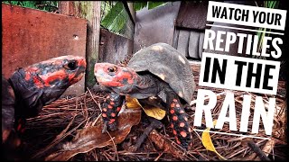 My Turtles amp Tortoises are Loving the Rainy Florida Weather [upl. by Ayhdiv786]