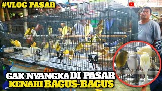 Di pasar ini KENARI ternyata Murah Bagusbagus gaes‼️ Stok banyak gedegede [upl. by Roddie]