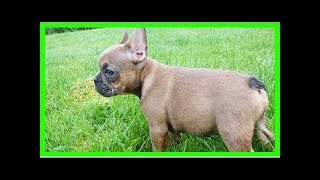 Ever heard of the blue fawn french bulldog You need to [upl. by Acinet]