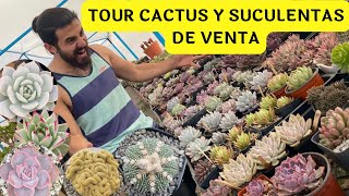 TOUR por el vivero Suculentas y Cactus venta Noviembre  Vivero suculento [upl. by Zellner987]