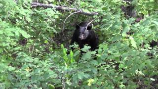 How to Bait Big Bears  Specific Location for bear hunting [upl. by Llenehc931]