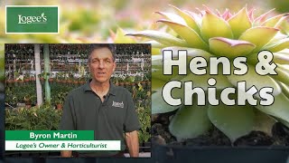 Hens and Chicks Plant  How to Grow and Care for Gold Nugget Hens and Chicks [upl. by Eveleen778]