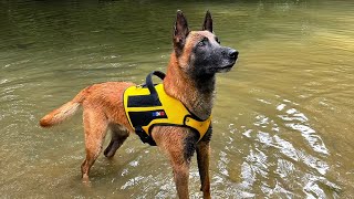 Mon chien sauve un jeune qui ce fait racketter 🤯 [upl. by Ard]