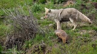 Badger and Coyote hunting together  Yellowstone NP [upl. by Lovering286]