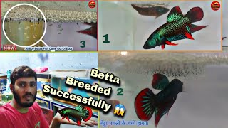 Betta Breeded successfully  How to Breed Betta fish [upl. by Redmer]