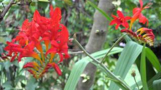 Jardin Retiré BagnolesdelOrne [upl. by Vassaux]