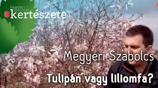 Tulipánfa vagy liliomfa  Megyeri Szabolcs Kertészete [upl. by Hannaoj]