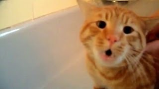 Official Video Cat Bath Freak Out Tigger the cat says NO to bath [upl. by Acinomad]