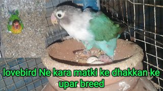 breeding progress for lovebird  love birds ka breeding progress [upl. by Duston]